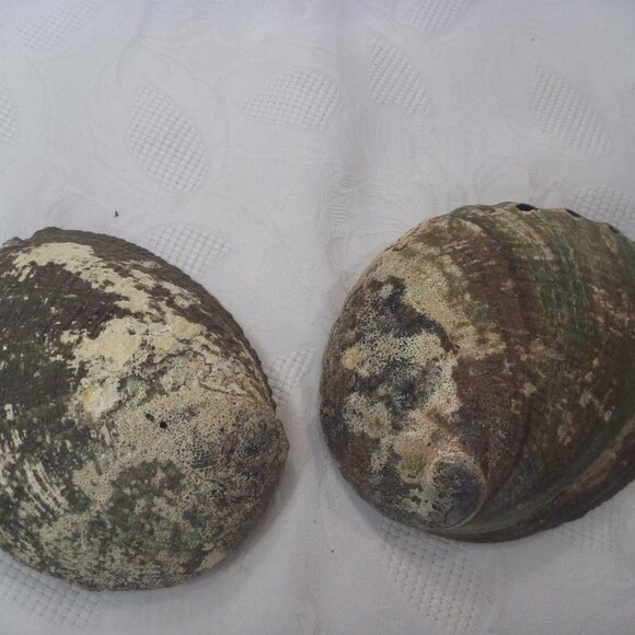 2 pcs Set Large Abalone Seashell Sea Snail Shell Smudge Smudging Bowl décor - Picture 11 of 11